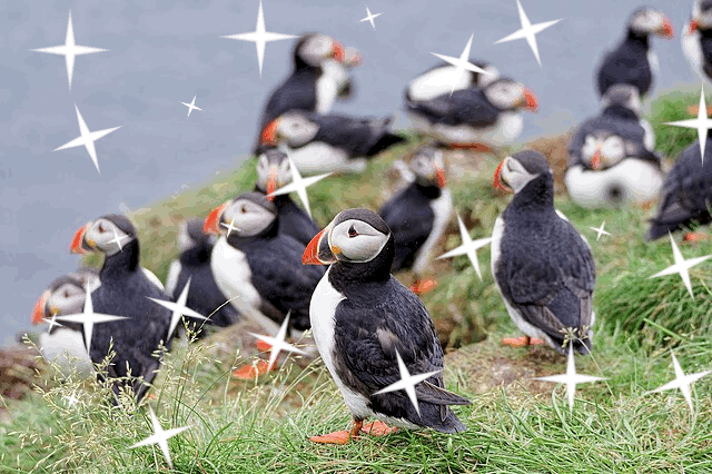gif of a still picture of puffins with a sparkling effect